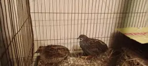 King Quail