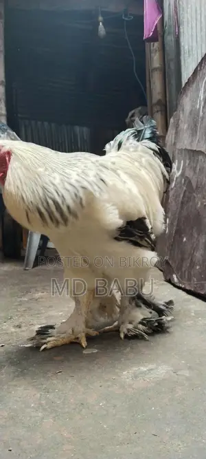 Brahma Chicken