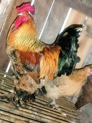 American Brahma Rooster