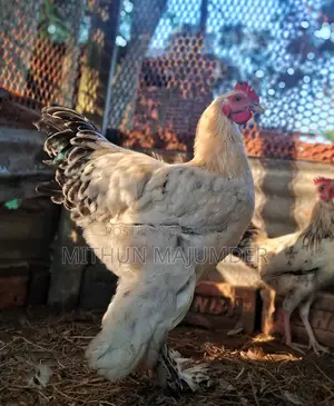 Brahma Rooster