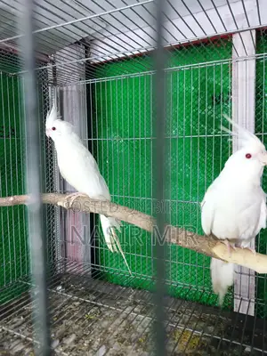 এলবিনো ককাটেল ৩ জোরা হাত বদল হবে