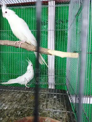 এলবিনো ককাটেল ৩ জোরা হাত বদল হবে