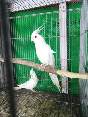 3 Pairs of Albino Cockatiels for Sale