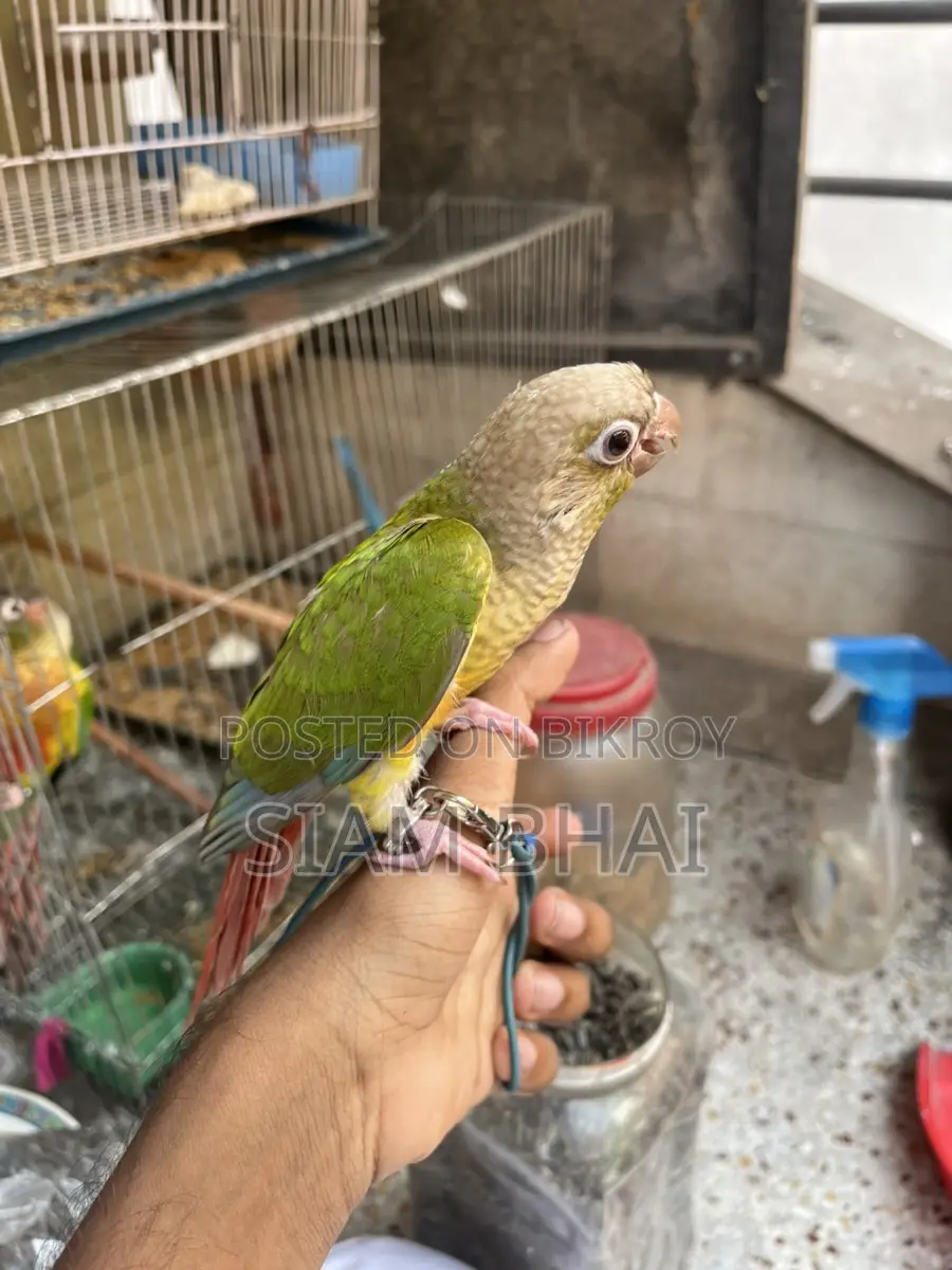 Pineapple Kunur