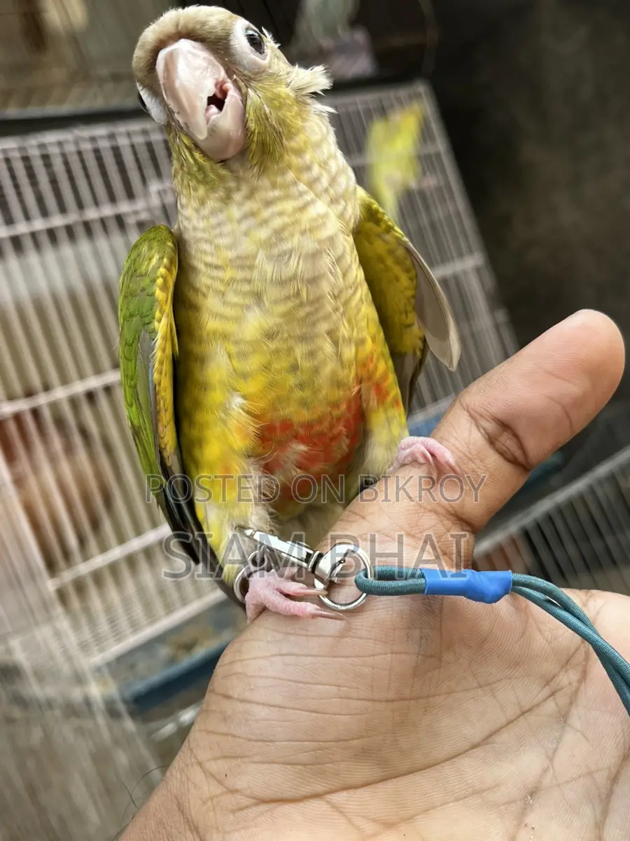 Pineapple Kunur