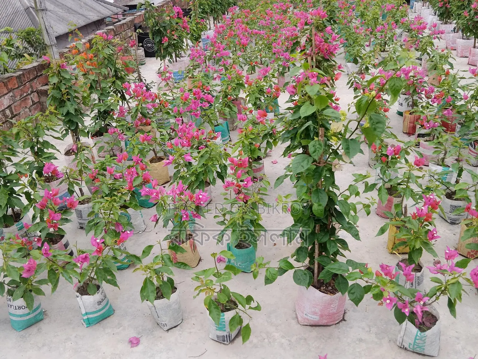 Bougainvillea