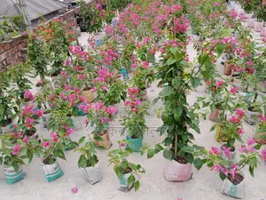Bougainvillea