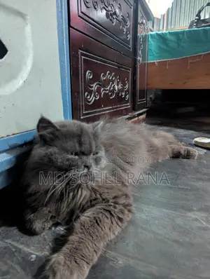 পার্সিয়ান ক্যাট