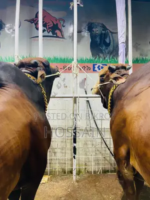 Bulls Chain