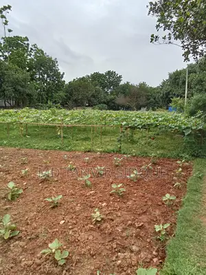 Land For Rent