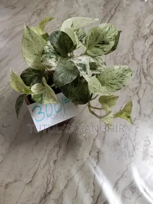 Indoor Plants