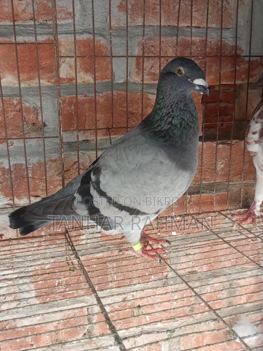 Beauty Homer Female Pigeon