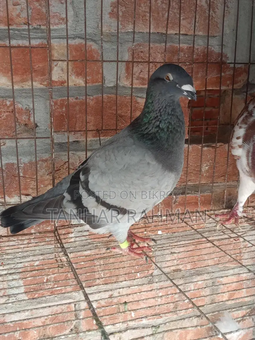 Beauty Homer Female Pigeon