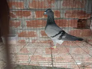 Beauty Homer Female Pigeon