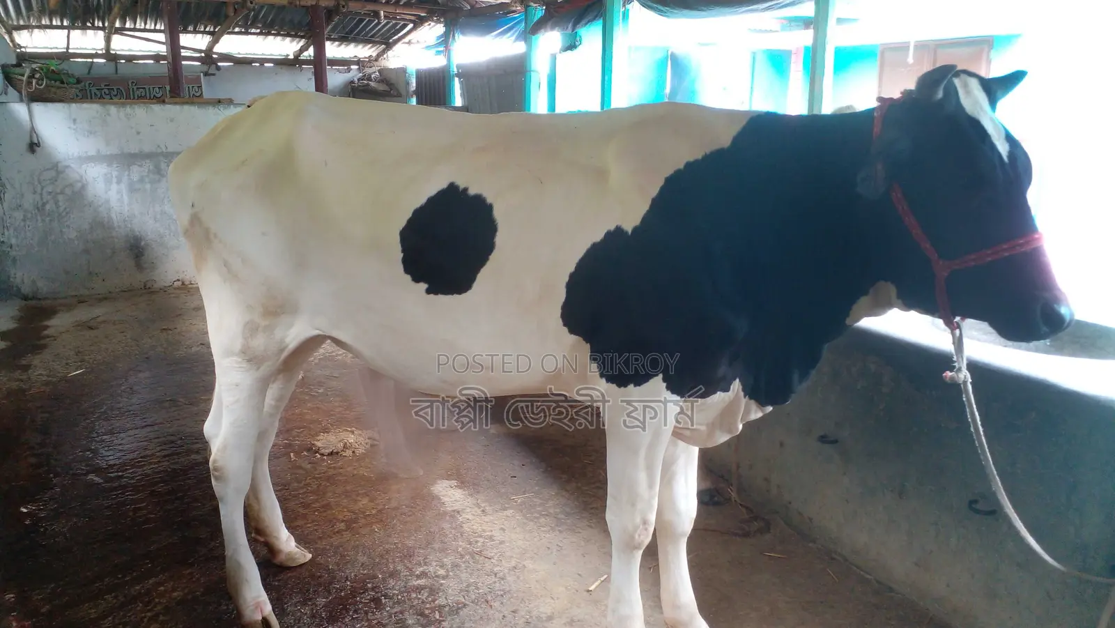 ১০৯৬নং বকনা বিক্রয় হবে ।