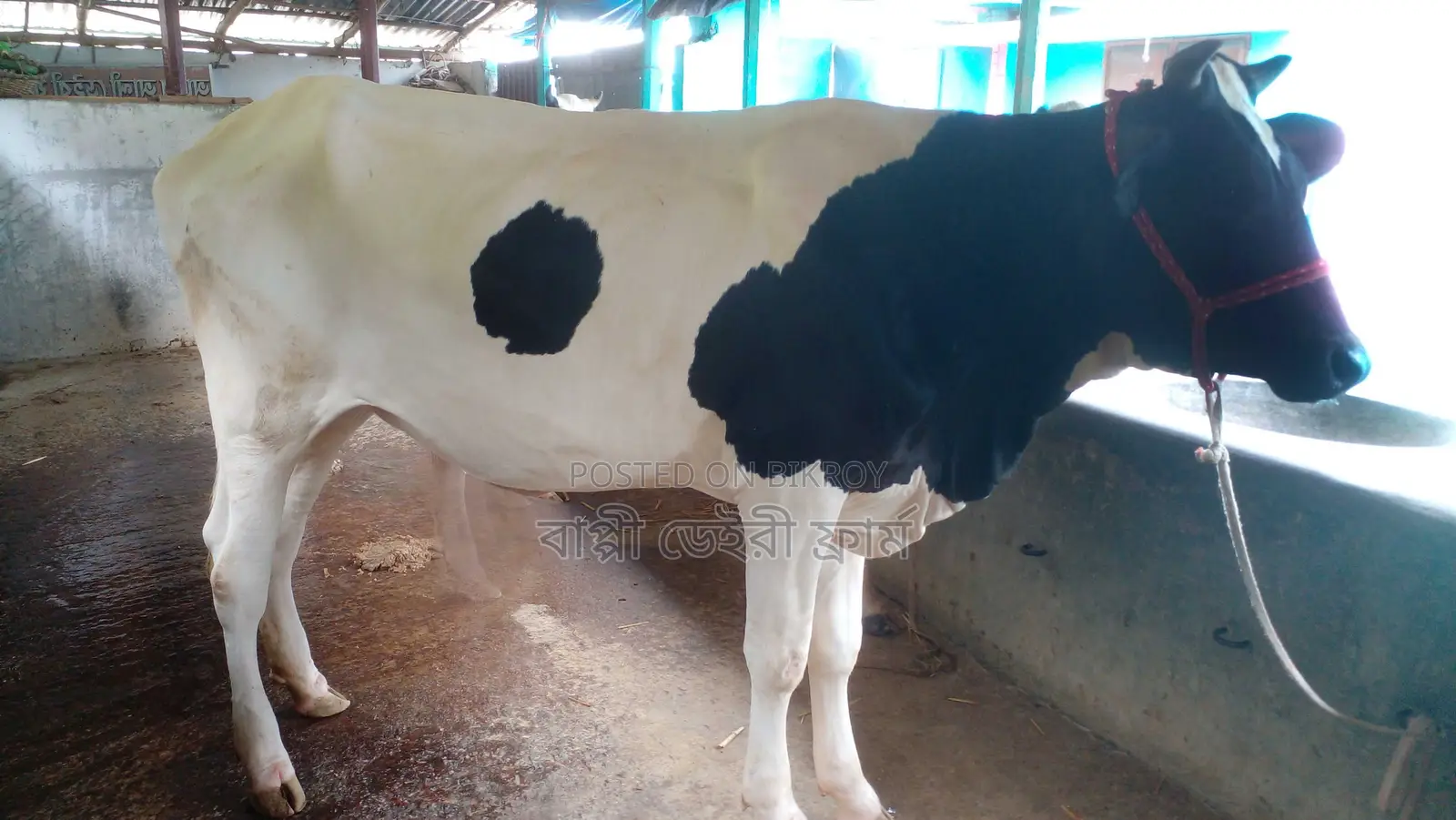 ১০৯৬নং বকনা বিক্রয় হবে ।