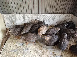 King Quail & Benham Chickens