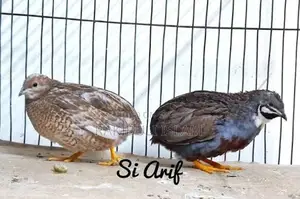 45-Day-Old King Quail