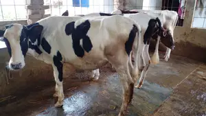 ১১৪৫ নং ৪টি বকনা বাছুর গরু একলটে।