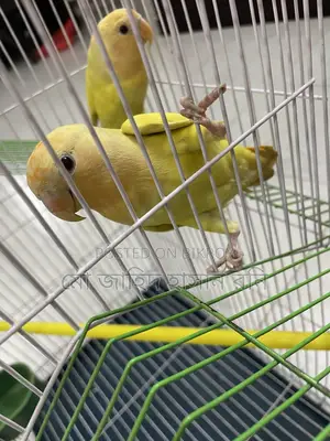 Urgent sale: Lutino Red Eye Lovebirds.