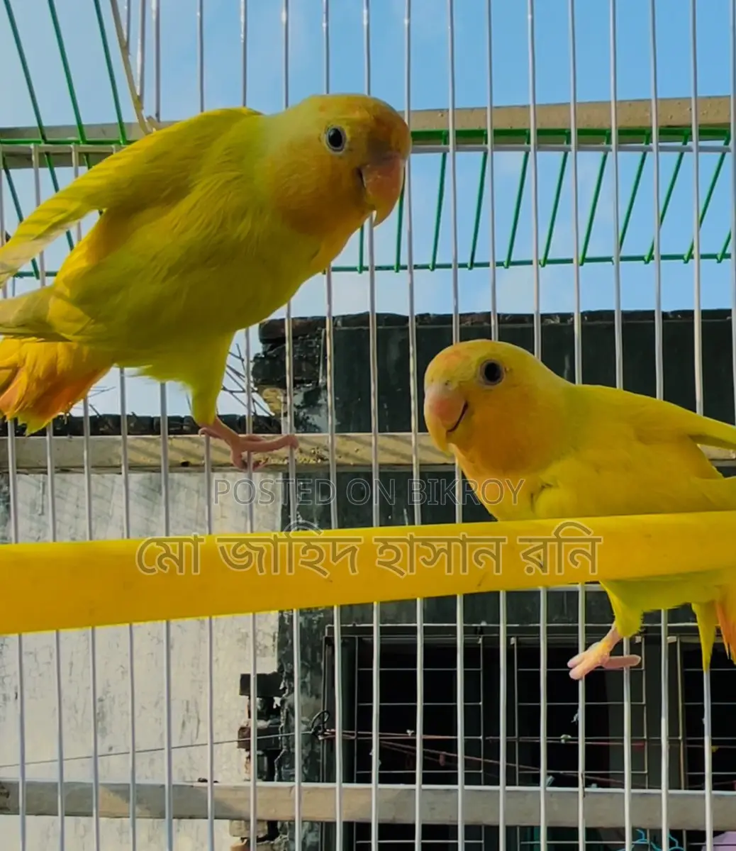 Urgent sale: Lutino Red Eye Lovebirds.