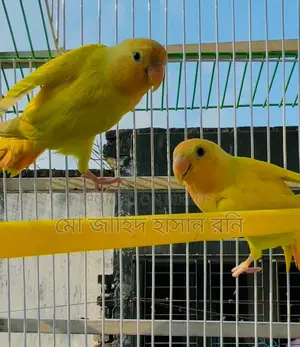 Urgent sale: Lutino Red Eye Lovebirds.