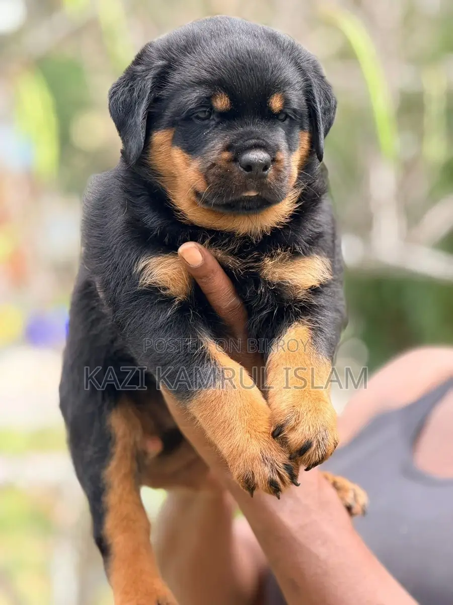Rottweiler