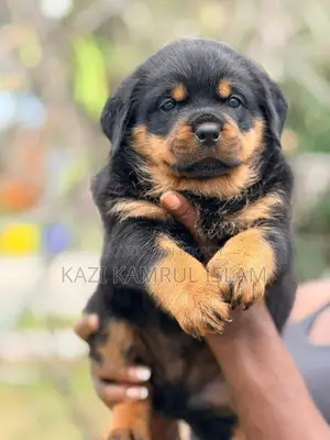 Rottweiler