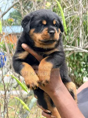 Rottweiler