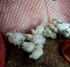 Silkie Chickens of Various Ages