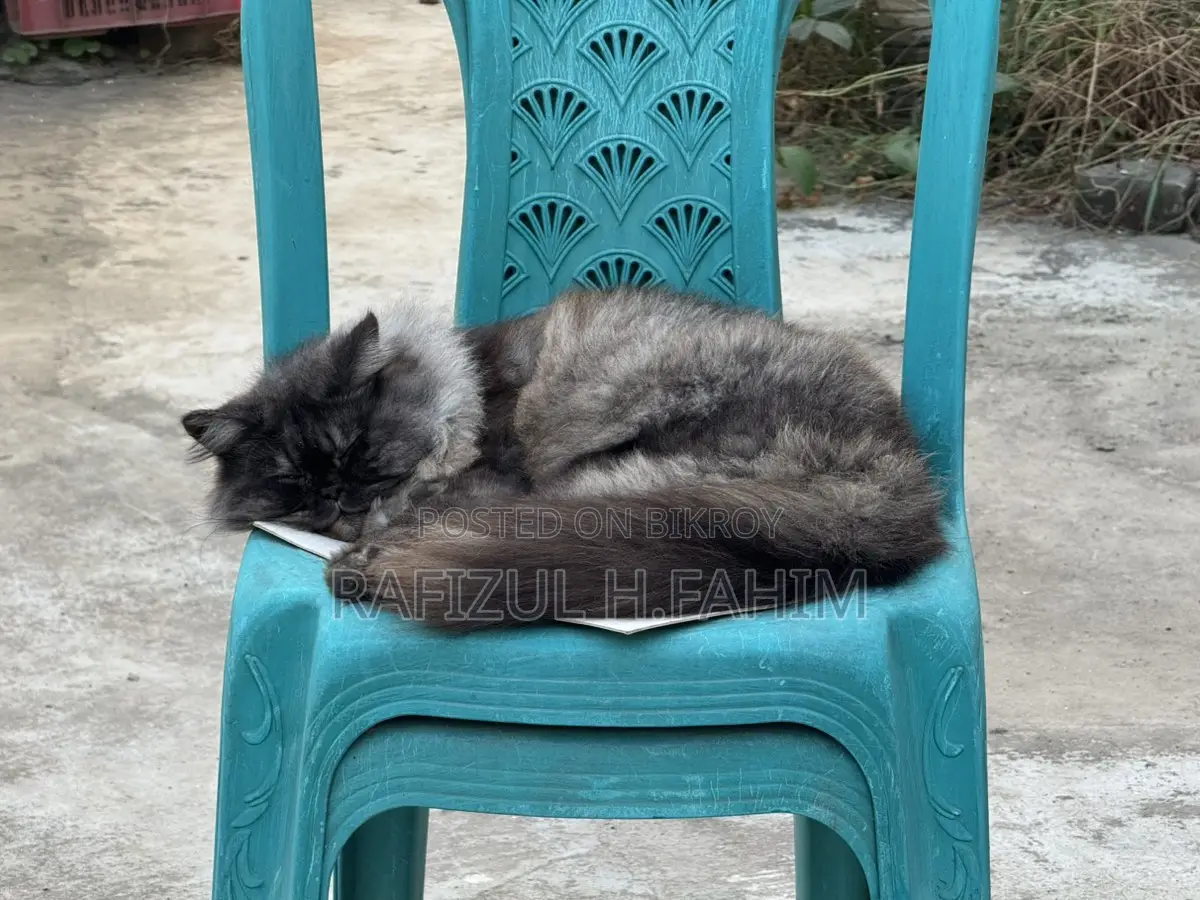 পার্সিয়ান প্রাপ্তবয়স্ক পুরুষ বিড়াল