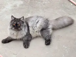 পার্সিয়ান প্রাপ্তবয়স্ক পুরুষ বিড়াল