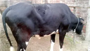 ১১৬১ নং উন্নত জাতের বকনা গরু ।