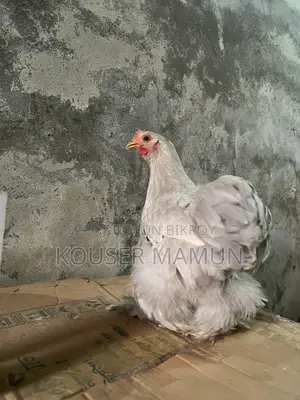 Silver Cochin