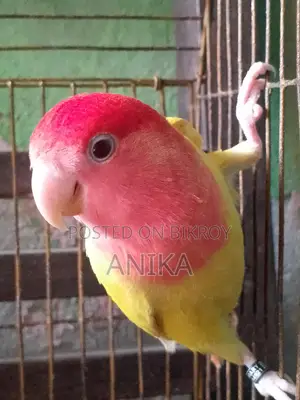 লাভ বার্ড