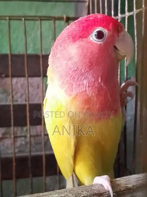 Lovebird