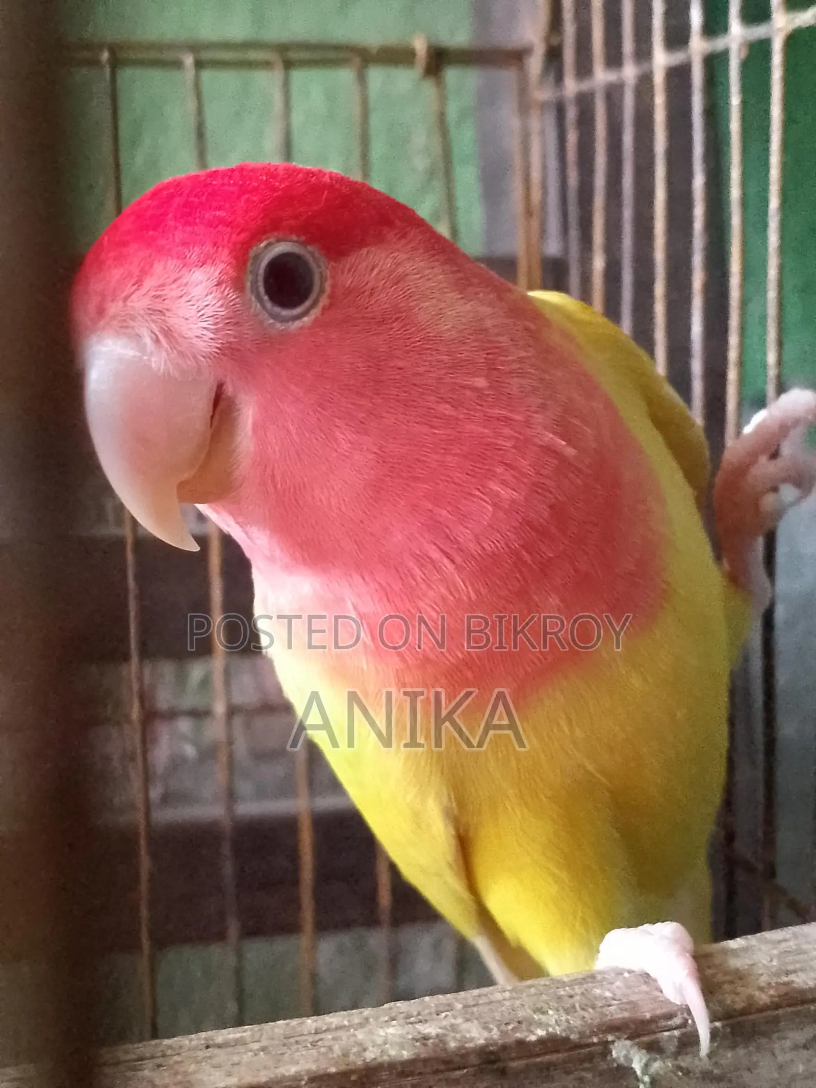 Lovebird