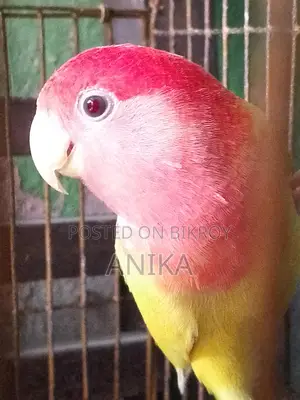 Lovebird