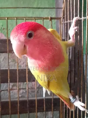 Lovebird