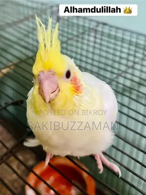 Cockatiel Bird