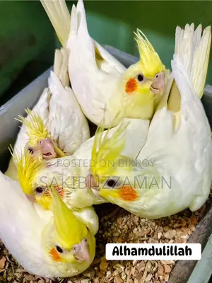 Cockatiel Bird