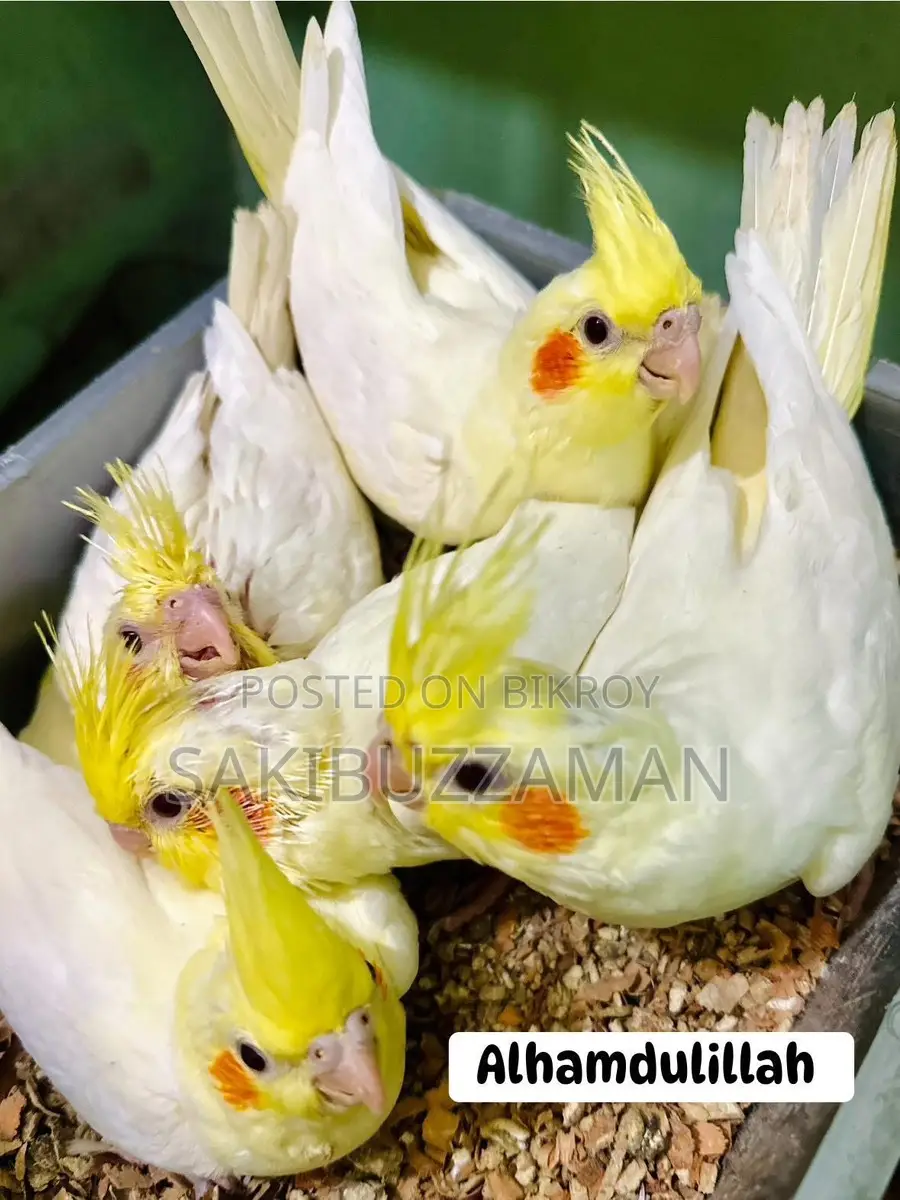 Cockatiel Bird