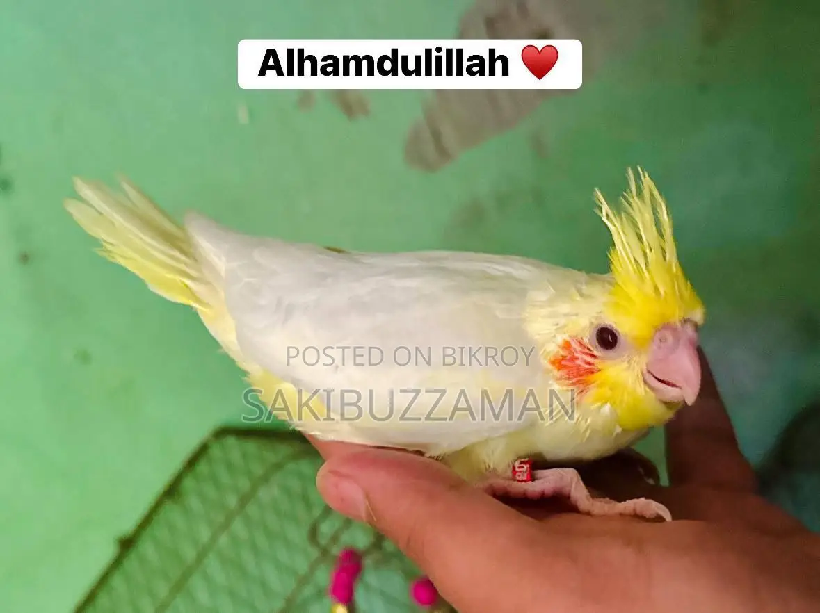 Cockatiel Bird