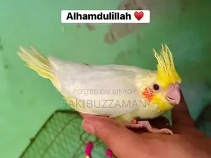 Cockatiel Bird