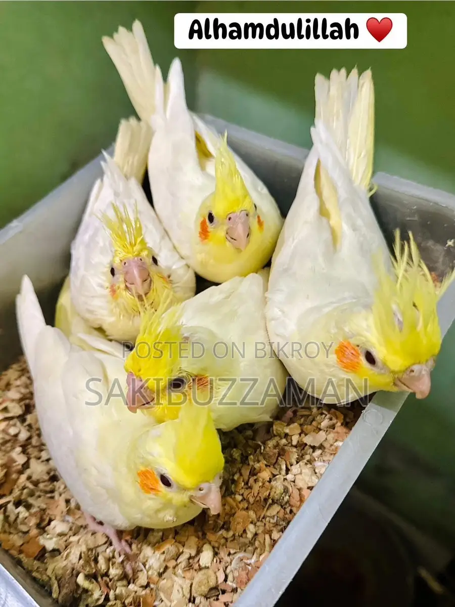Cockatiel Bird