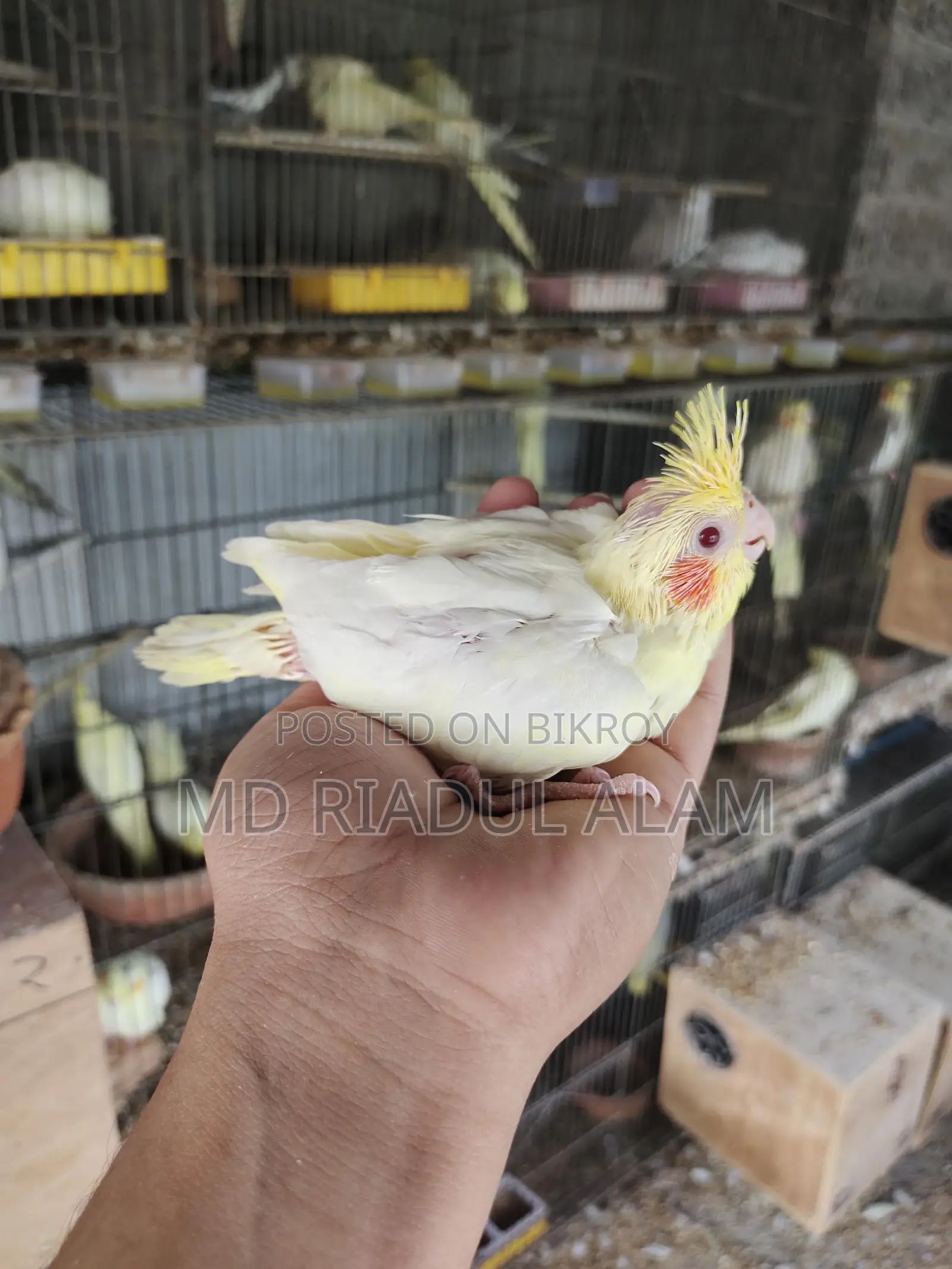 Tame size Lutino Cockatiel