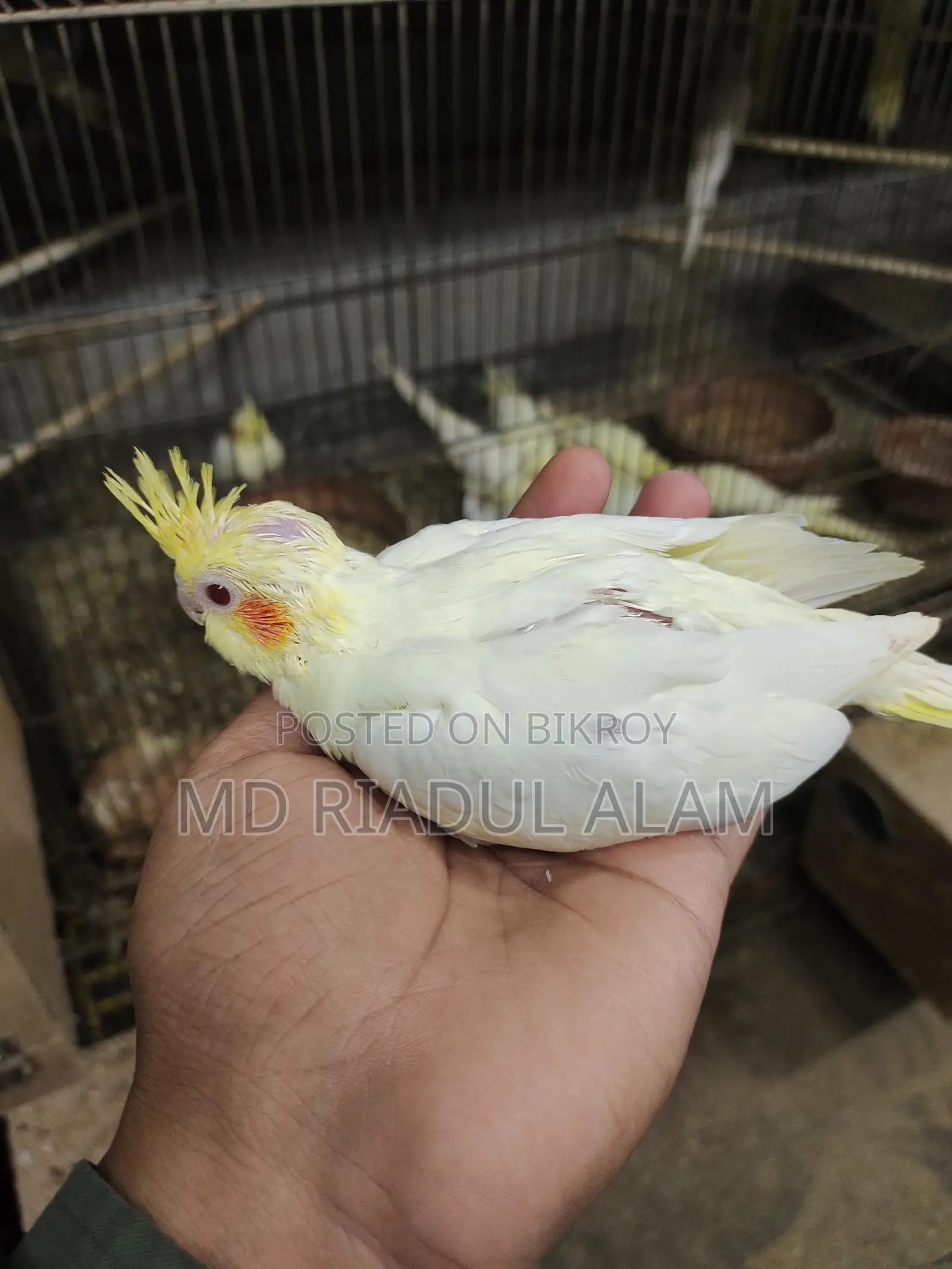Tame size Lutino Cockatiel