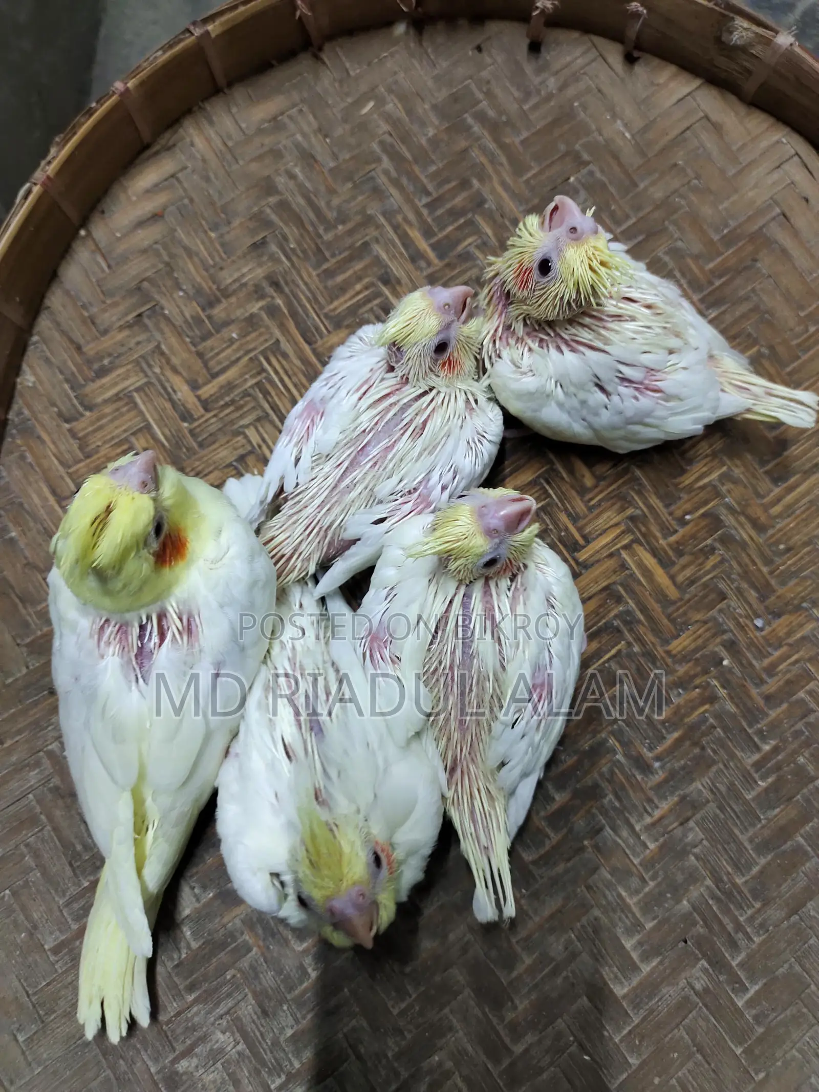 Tame size Lutino Cockatiel