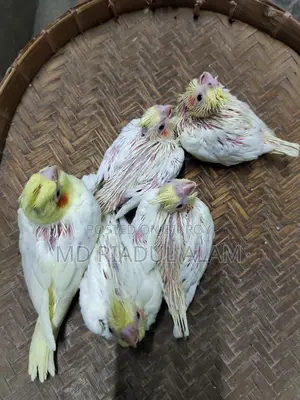 Tame size Lutino Cockatiel