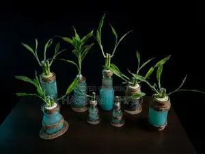 Lucky Bamboo